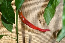 Thunder Mountain Longhorn XXL, 14.06.2025, 14.01 Uhr.jpg