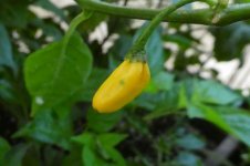 Limon, 16.06.2025, 07.49 Uhr.jpg