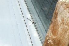 Schmalbauchwespe, Gasteruptionidae,16.06.2025, 16.33 Uhr,.jpg