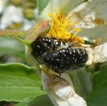 Trauer-Rosenkäfer Oxythyrea funesta, Scarabaeidae, 0, 09.06.2019.jpg Trauer-Rosenkäfer Oxythyrea funesta, Scarabaeidae, 0, 09.06.2019.jpg