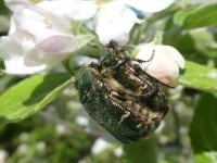 Goldglänzender Rosenkäfer Cetonia aurata, Original, 20.04.2019.JPG Goldglänzender Rosenkäfer Cetonia aurata, Original, 20.04.2019.JPG