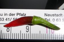 Falsche Chupetinho, 17.06.2025, 18.21 Uhr.jpg