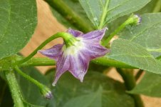 Rocoto Arequipa Red, 18.06.2025, 13.35 Uhr.jpg