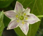 Rocoto Riesen, 18.06.2025, 13.34 Uhr.jpg