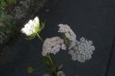 Wilde Möhre, 19.06.2025, 21.40 Uhr.jpg
