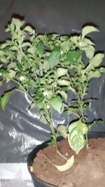 IMG_20250627_150707.jpg