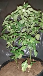 IMG_20250627_150641.jpg