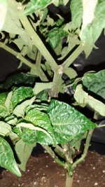 IMG_20250627_143851.jpg