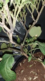 IMG_20250627_143426.jpg