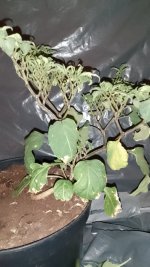 IMG_20250627_143315.jpg