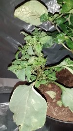 IMG_20250627_142643.jpg