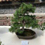 Bonsai, b, 28.06.2025, 10.55 Uhr.jpg