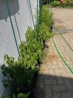 20250630 (1).jpg