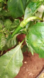 IMG_20250703_183517.jpg