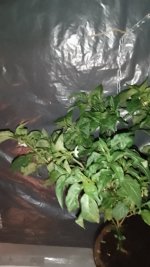 IMG_20250708_132115.jpg