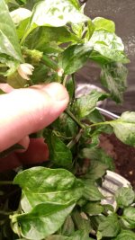 IMG_20250715_192406.jpg