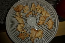 Sellerie, getrocknet, 27.07.2025, 08.48 Uhr.jpg