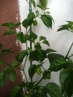 IMG_20250728_155134_067.jpg