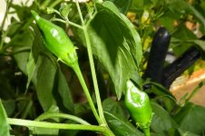 Ethiopian Peppertree X Lemon Drop, 28.07.2025, 19.16 Uhr.jpg