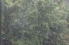Regensommer, a, 30.07.2025, 10.09 Uhr.jpg