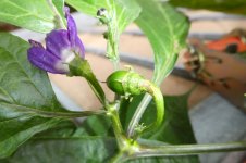 Cabe Gondol, 04.08.2025, 20.17 Uhr.jpg Cabe Gondol, 04.08.2025, 20.17 Uhr.jpg