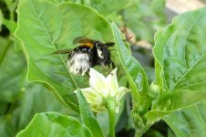 Ethiopian Peppertree X Lemon Drop, 06.08.2025, 17.42 Uhr.jpg Ethiopian Peppertree X Lemon Drop, 06.08.2025, 17.42 Uhr.jpg