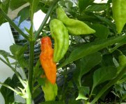 Dorset Naga Red, 07.08.2025, 16.24 Uhr.jpg Dorset Naga Red, 07.08.2025, 16.24 Uhr.jpg