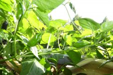 Ethiopian Peppertree x Lemon Drop, a, 07.08.2025, 16.25 Uhr.jpg Ethiopian Peppertree x Lemon Drop, a, 07.08.2025, 16.25 Uhr.jpg