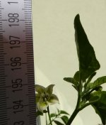 Ethiopian Peppertree x Lemon Drop, b, 07.08.2025, 16.25 Uhr.jpg Ethiopian Peppertree x Lemon Drop, b, 07.08.2025, 16.25 Uhr.jpg