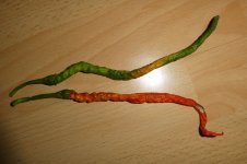 Thunder Mountain Longhorn, 07.08.2025, 17.57 Uhr.jpg Thunder Mountain Longhorn, 07.08.2025, 17.57 Uhr.jpg