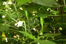 Chiltepin Sonora Red, 08.08.2025, 11.34 Uhr.jpg Chiltepin Sonora Red, 08.08.2025, 11.34 Uhr.jpg