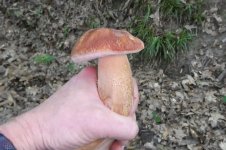 Eichensteinpilz, 09.08.2025, 07.54 Uhr.jpg