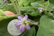 Rocoto Chile de Seda, 09.08.2025, 12.41 Uhr.jpg Rocoto Chile de Seda, 09.08.2025, 12.41 Uhr.jpg