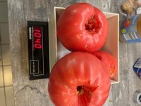 20250809_Tomatenkonfitüre (2).jpg