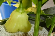 Aji White Fantasy + Blondy, 10.08.2025, 17.56 Uhr.jpg