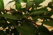 Annuum unbestimmt, 10.08.2025, 17.55 Uhr.jpg