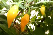 Limon, 10.08.2025, 17.54 Uhr.jpg Limon, 10.08.2025, 17.54 Uhr.jpg