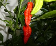 Dorset Naga Red, a, 12 .08.2025, 08.50 Uhr.jpg Dorset Naga Red, a, 12 .08.2025, 08.50 Uhr.jpg