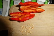 Dorset Naga Red, b, 12 .08.2025, 10.44 Uhr.jpg Dorset Naga Red, b, 12 .08.2025, 10.44 Uhr.jpg