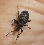 Gefurchter Dickmaulrüssler Otiorhynchus sulcatus, Curculionidae, c, 26.06.2019.jpg