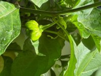 Trinidad Moruga Scorpion, 13.08.2025, 11.25 Uhr.jpg Trinidad Moruga Scorpion, 13.08.2025, 11.25 Uhr.jpg