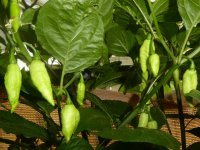 Ghostly Jalapeño Orange, 13.08.2025, 18.53 Uhr.jpg Ghostly Jalapeño Orange, 13.08.2025, 18.53 Uhr.jpg