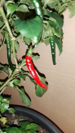 IMG_20250814_060158.jpg