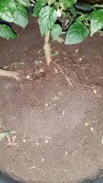 IMG_20250814_060639.jpg