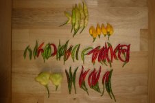 Chili Ernte, a, 14.08.2025, 18.34 Uhr.jpg