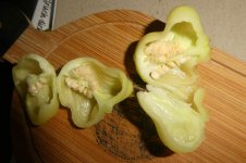 Aji White Fantasy, Saatgut, a, 15.08.2025, 09.00 Uhr.jpg Aji White Fantasy, Saatgut, a, 15.08.2025, 09.00 Uhr.jpg