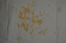 Aji White Fantasy, Saatgut, b, 15.08.2025, 09.00 Uhr.jpg Aji White Fantasy, Saatgut, b, 15.08.2025, 09.00 Uhr.jpg