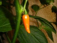 Ghostly Jalapeño Orange, a, 15.08.2025, 16.41 Uhr.JPG Ghostly Jalapeño Orange, a, 15.08.2025, 16.41 Uhr.JPG