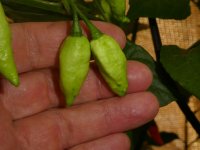 Ghostly Jalapeño Orange, b, 15.08.2025, 16.51 Uhr.jpg Ghostly Jalapeño Orange, b, 15.08.2025, 16.51 Uhr.jpg