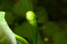 Aji Charapita Yellow, a, 16.08.2025, 14.20 Uhr.jpg Aji Charapita Yellow, a, 16.08.2025, 14.20 Uhr.jpg